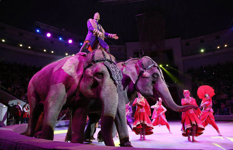 Знаменитый цирк начинает свои гастроли в Нижнем Новгороде