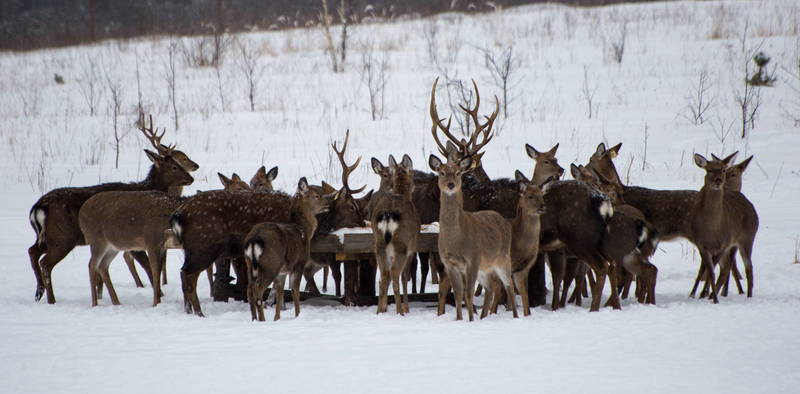 В Нижегородской области проходит "перепись" диких животных