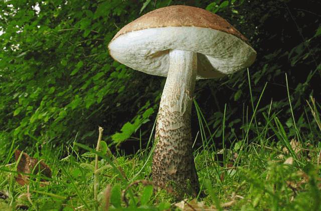 В шести из шестнадцати образцах грибов в Нижегородской области выявлено превышение содержания ртути