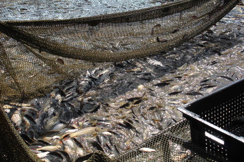 В Нижегородской области выросло производство рыбы