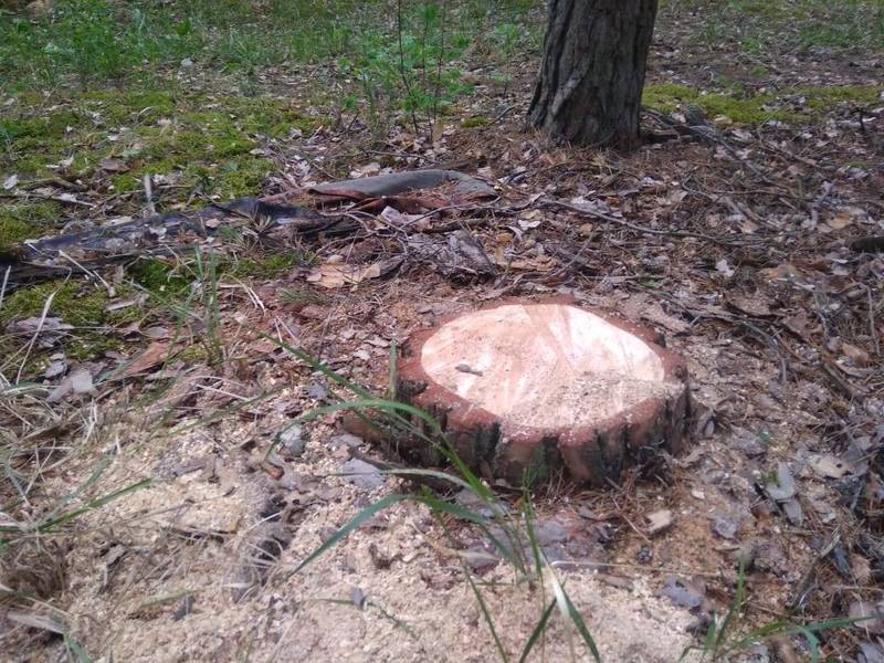 Незаконная рубка деревьев пресечена в Навашинском заказнике
