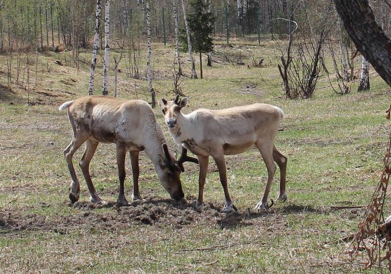 В Керженском заповеднике за последние 6 лет популяция лесного северного оленя увеличилась до 21 особи