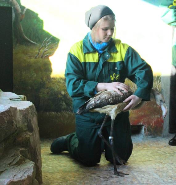 Спасенные фламинго адаптировались в нижегородском зоопарке 